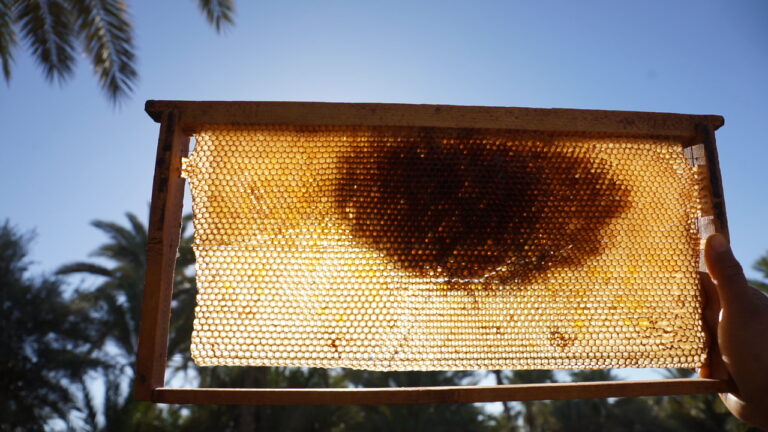 Naima rtimi : Projet d’apiculture “man7alet chahd”